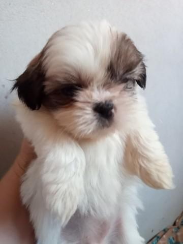 Shih tzu Fêmea e macho Disponível