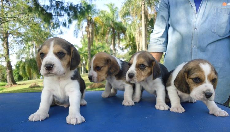 BEAGLE LINDOS FILHOTES