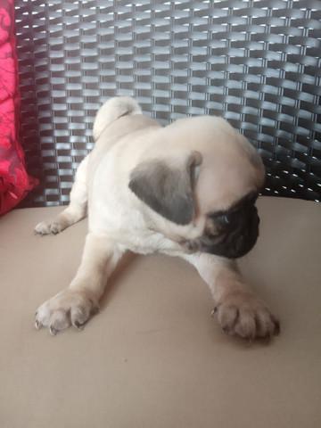 Filhotes bebês pug top