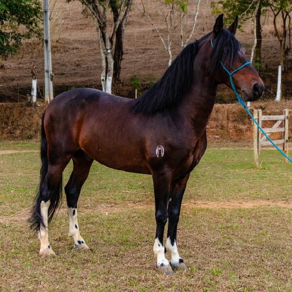 Cavalo inteiro