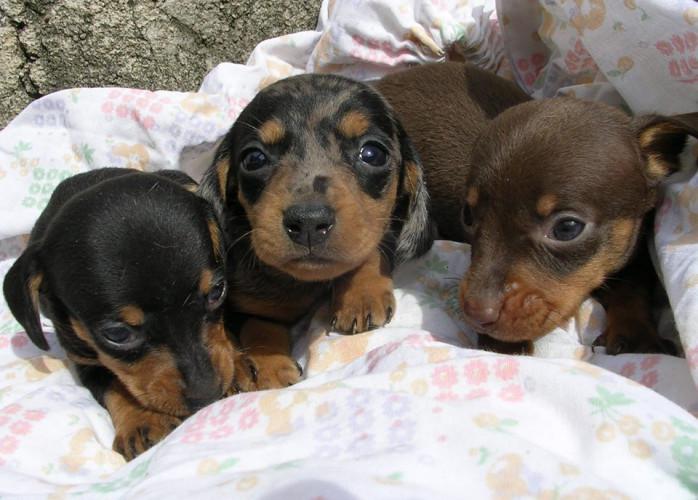 Dachshund anão curto pelo curto preto e canela / arlequim