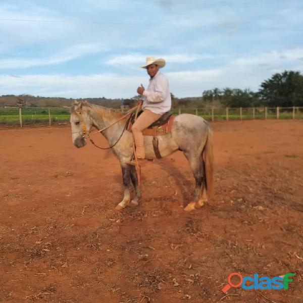 Hospedagem doma racional e corretiva