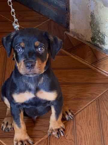 rottweiler cabeça de touro