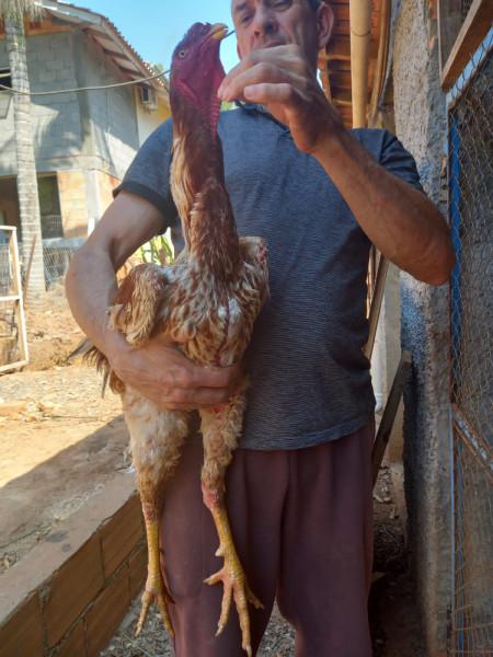 Galo índio gigante