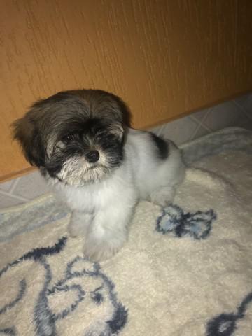 Lhasa apso femea 1800 em 12x cartao