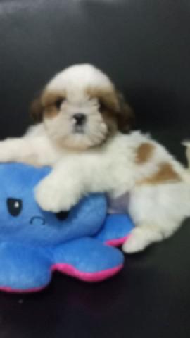 Shih tzu macho entregamos abc e sp