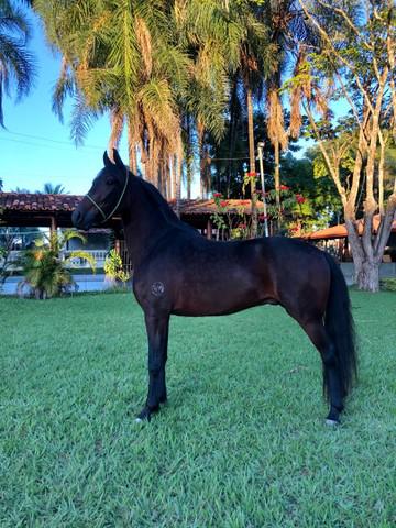 Cavalo mangalarga marchador