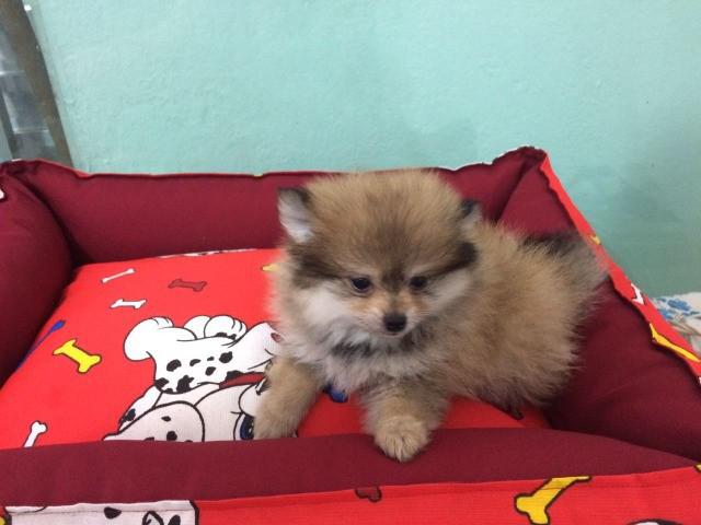 Lulu pomerania lindos e fofos