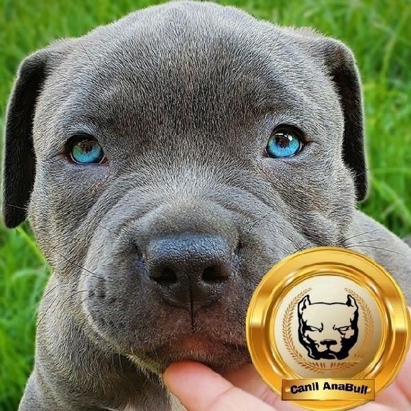 Ltimos filhotes de american bully blue nose c pedigree-