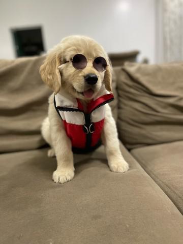 GOLDEN RETRIEVER padrão diferenciado da concorrência