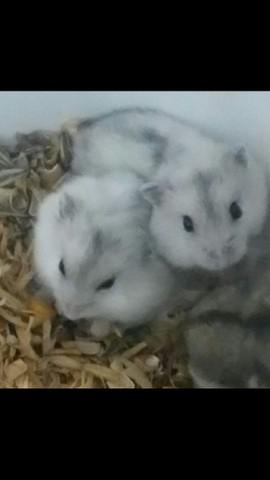 Filhotes de hamster anão russo