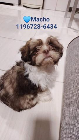 Macho shihtzu