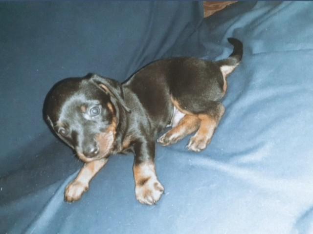 Filhotes de Dachshund