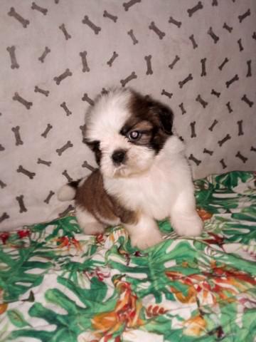 Shih tzu macho branco dourado