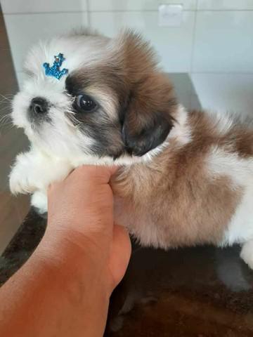 Shih tzu muito fofo div até 12x