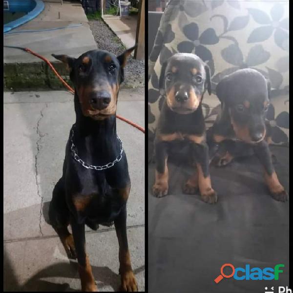 Filhotes de Dobermann Porte grande