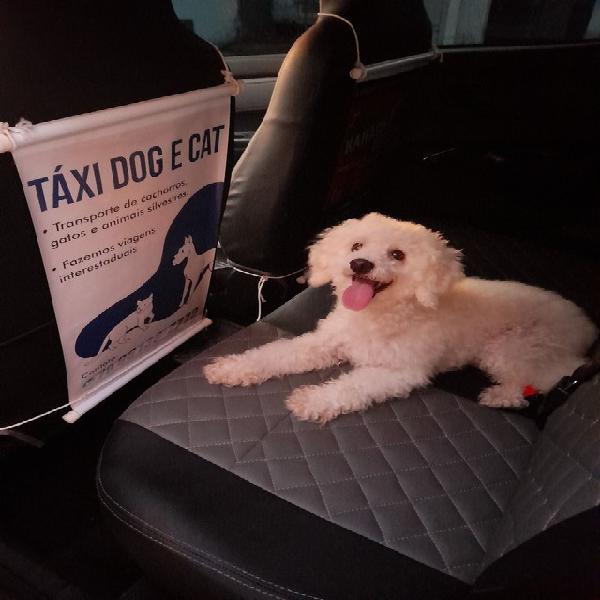 TAXI DOG E CAT