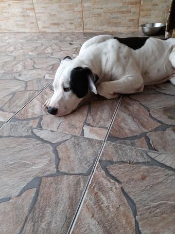 Doação pitbull 7 meses