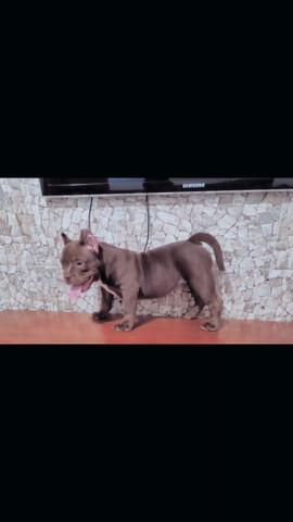 Filhote femea american bully a *top*