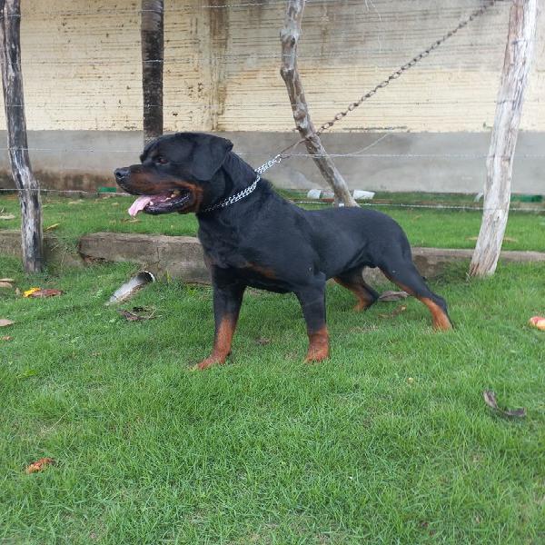 Rottweiler campeão panamericano para cobertura