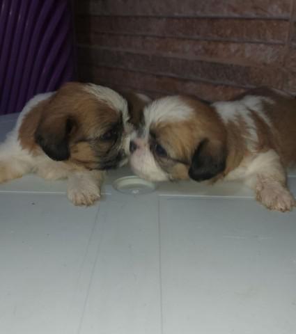 Vendo filhote de shihtzu macho