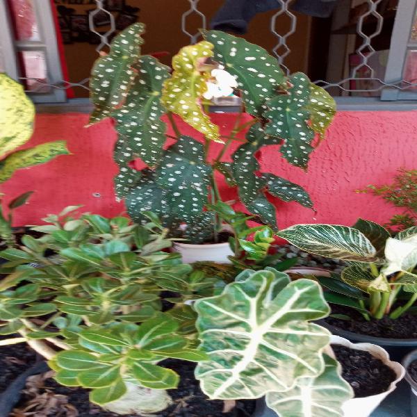 Vendas de plantas diversas