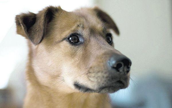 Doa Se Filhote Fila Brasileiro