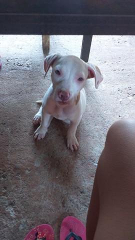 Vendo pit bull ?