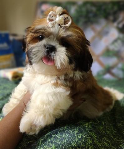 Filhotes shih tzu