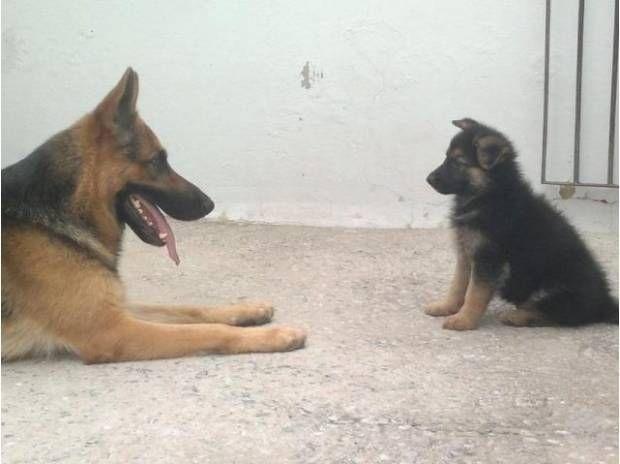 Timo padrão de pastor alemão, com pedigree, vacinado,