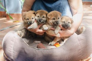 Filhotes de shiba inu