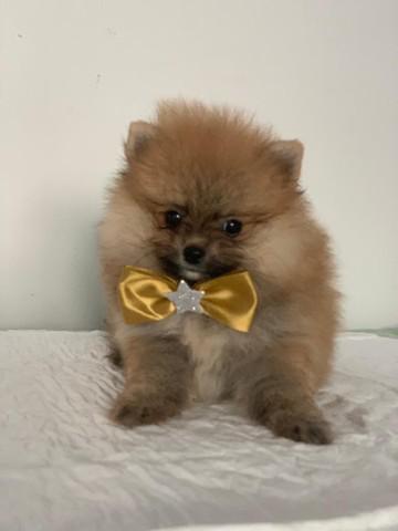 Lulu da pomerânia