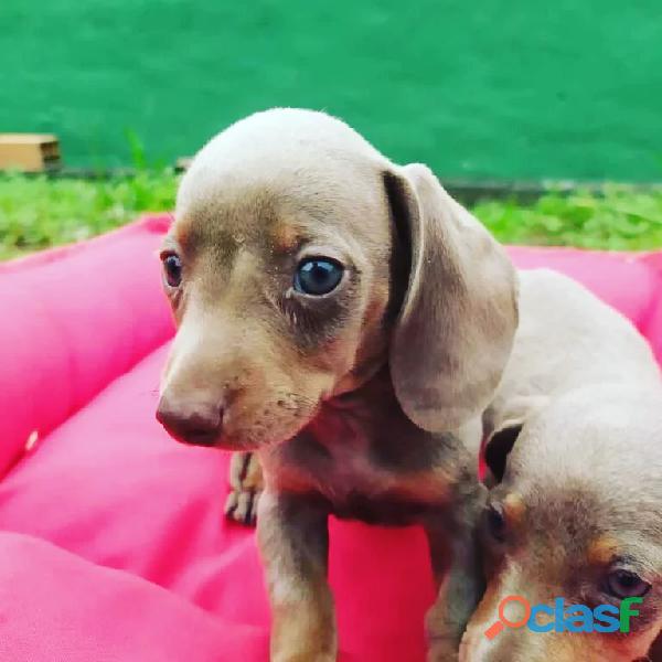 Filhotes de teckel dachshund,o famoso salsichinha à venda.criação veterinária.