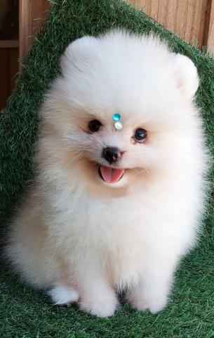 Macho branco lulu da pomerania/ preço 3 mil reais/ pronta