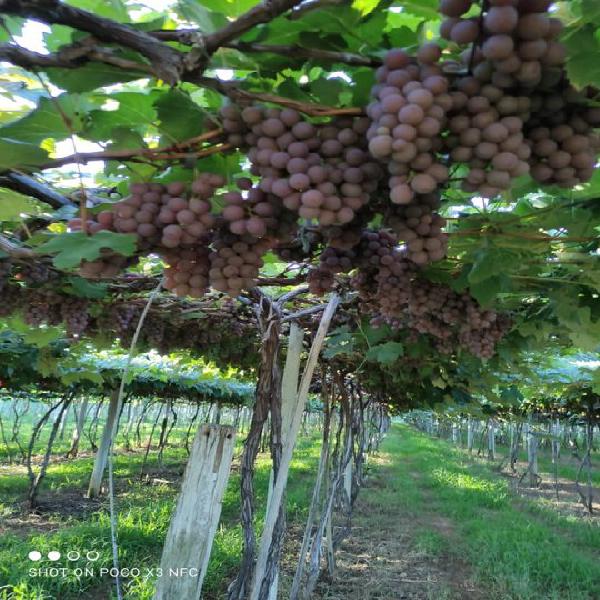 Fazenda em Jaíba MG