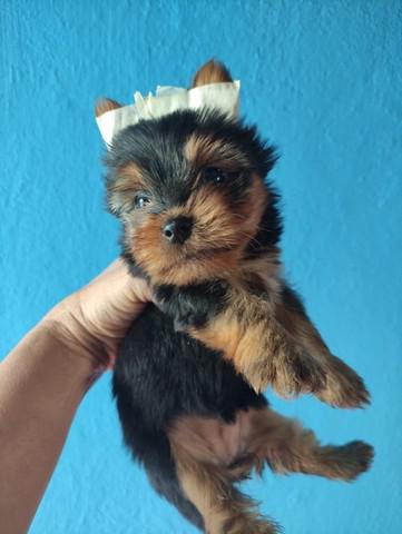 Yorkshire terrier