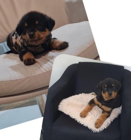 Rottweiler filhotes cabeçudos da melhor estirpe