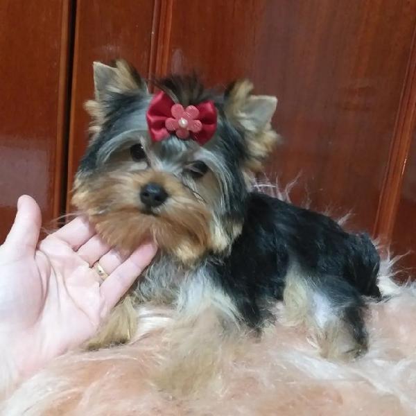 Yorkshire Terrier micro