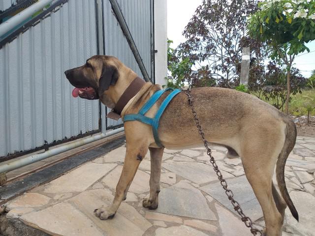 Fila brasileiro