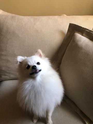 Lulu da Pomerânia Anão - 10 meses