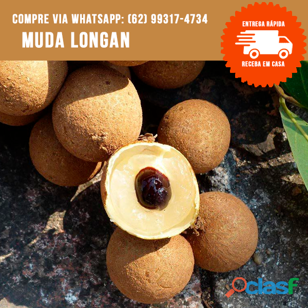 Mudas de longan (olho de dragão)