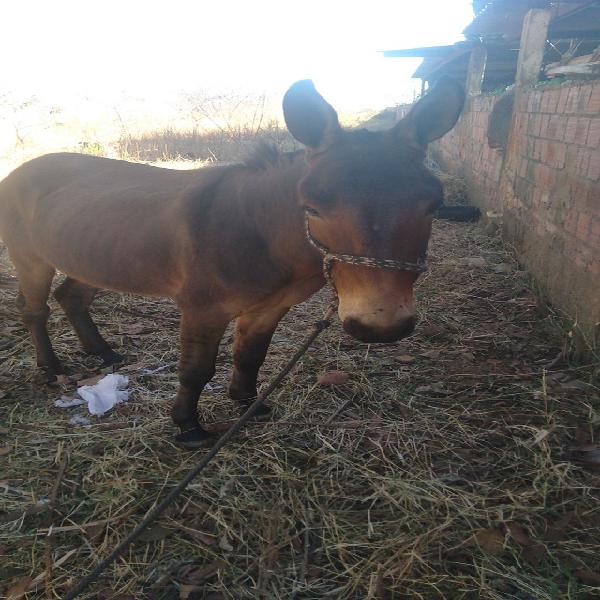 Burro sem nenhu defeito