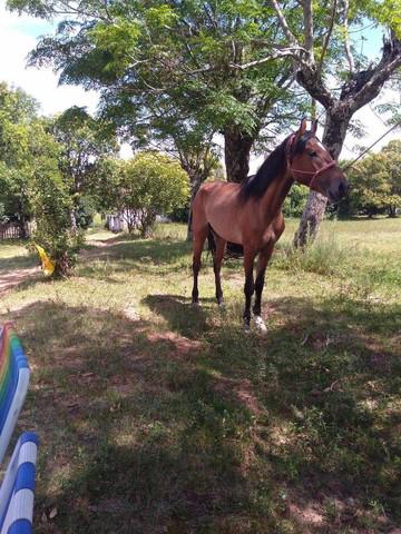 Cavalo manga larga machador