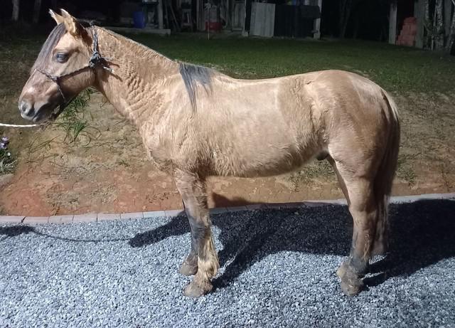 Cavalo crioulo