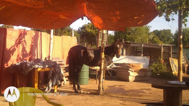 Cavalo inglês capão grande arrumado 6 anos manso fazia