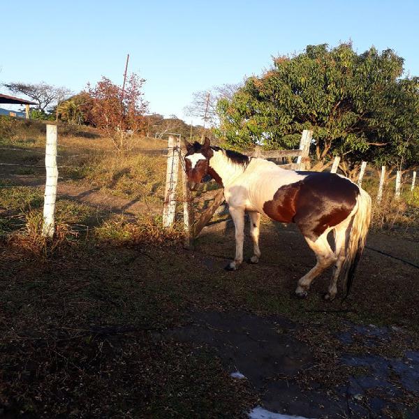 Cavalo inteiro pampa de castanha