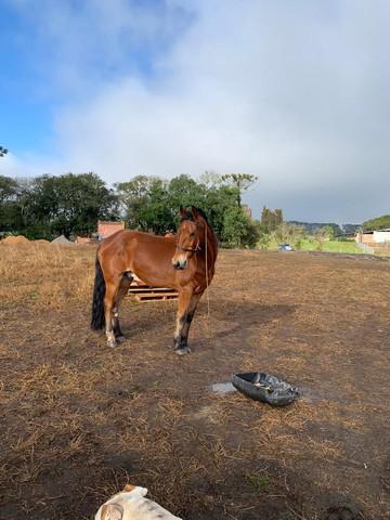 Um belo cavalo