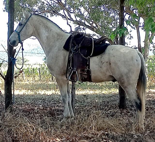 Vendo mangalarga marchador - oficial da nova tradição