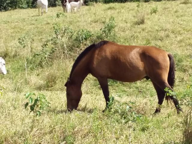 Vendo cavalo indomável