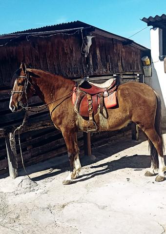 Vendo cavalo marcha picada 7/8 qnos